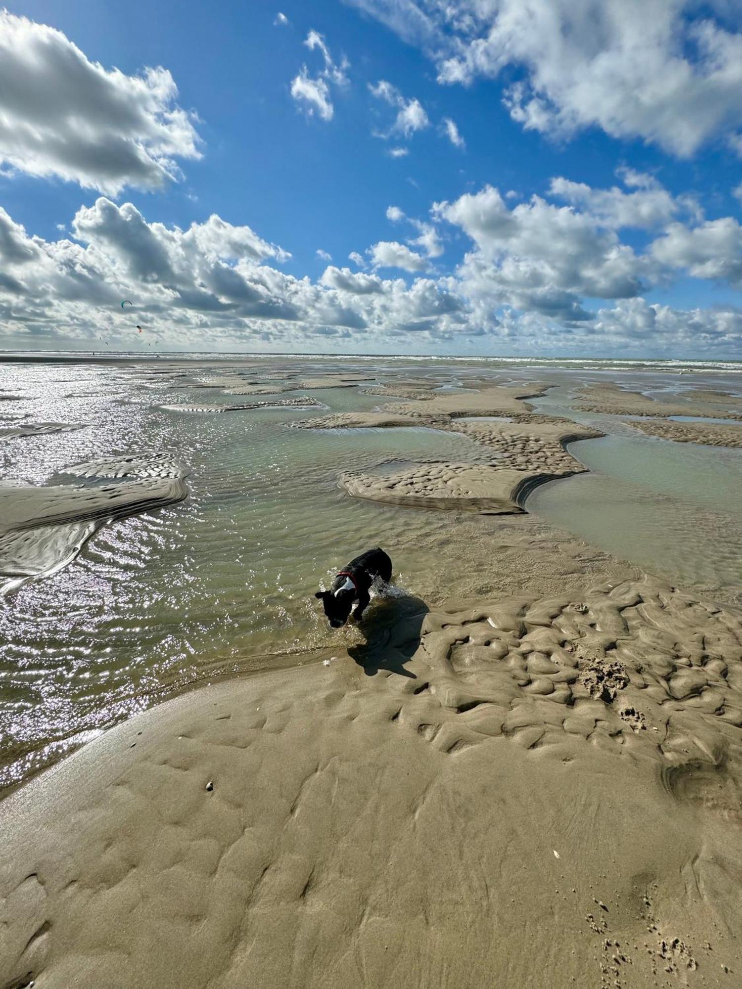 Le Paillette T2 400 M De La Plage Berck Exteriör bild